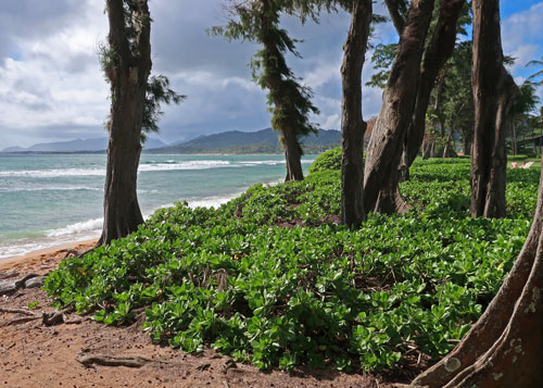 Beach on the South Coast of Kauai