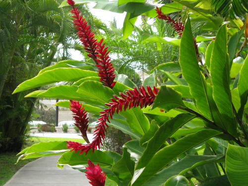 Kauai Gardens